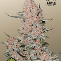 Green Crack CBD – купити у Coffeeshop.ua